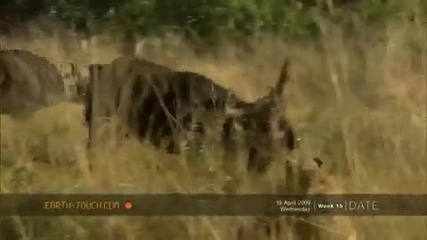 Buffalo rescue cow from lions 