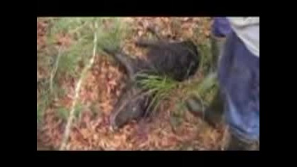 Hog Hunt Harris County, Tx Sow