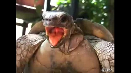 Какво ли прави тази костенурка 