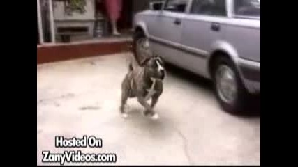 Pit bull vs dog handler