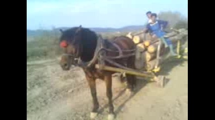 Kon Qko Tovarene.3gp