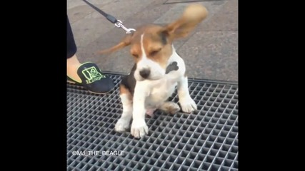 Кученце от породата Бигъл лети с ушите си ! :))