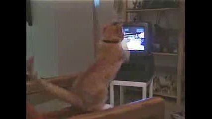 Котка фен на Бокса