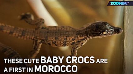 Крокодилско чудо в Мароко