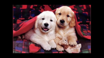 Puppies =]