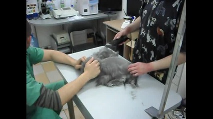 Подстригване на котка без упойка