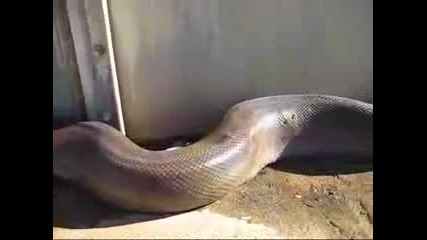 Много голяма змия 