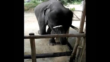 Слонче свири и играе на хармоника