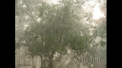Petracovich - Fall From Trees