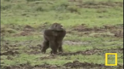 Gorilla Vs. Gorilla - National Geographic