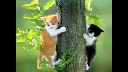 Подарьк За Www.vbox7.com