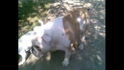 bulldog 2