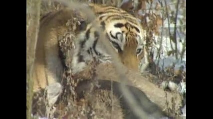Сибирски Тигър - National Geographic