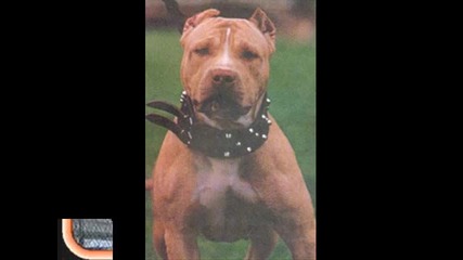 Pit Bull (video)