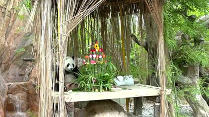 Единствените панди тризнаци в света отпразнуваха рождения си ден