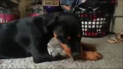 Куче ближе котката!