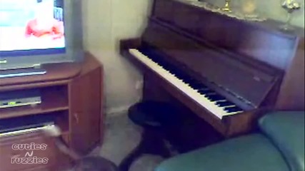 Куче виртуоз на пианото