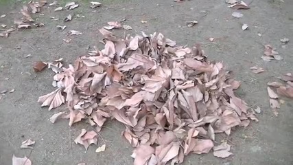 10 Seconds of Pile of Leaves - Youtube