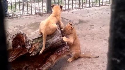 Лъвчетата във варненския зоопарк 30.01.2015 г.