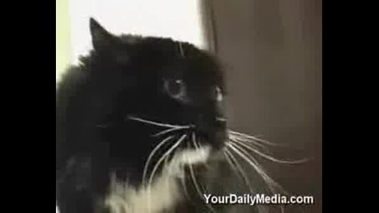 Яки Говорещи Котки
