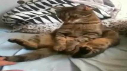 марзелива и нападаща котка