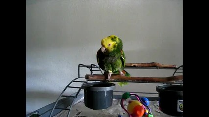 Папагал имитира бебешки плач !смях!
