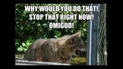 Very Funny Cats Part 2