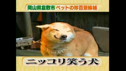 Куче се усмихва