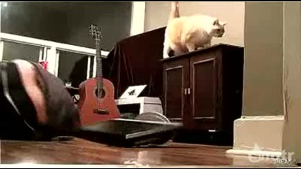 Много умна котка удря стопанина си! 