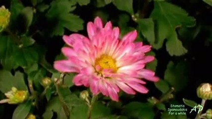 Whispers of Autumn Flowers