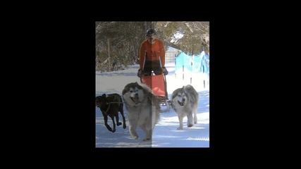 husky and anodher dog teams