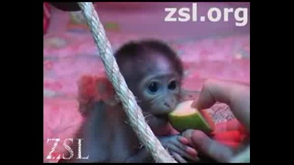 Най - Сладката Маймунка На Света