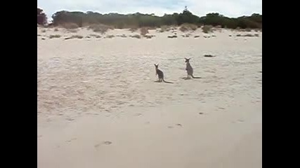 Бебета кенгура на плажа