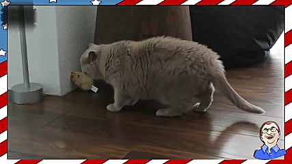 Смешни котки срещу плюшени играчки - Смях