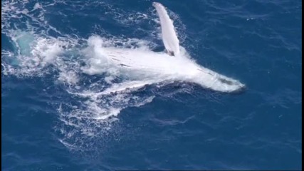 Животът на китовете 