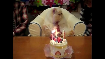 Коте Празнува Рожден Ден