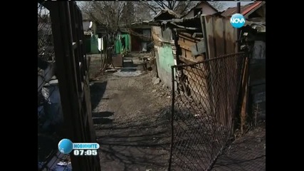 България се включва в защитата на бездомните кучета в съседна Румъния