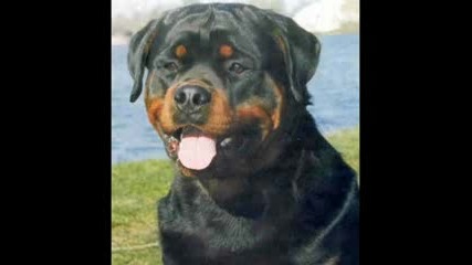 a beautiful tribute to are beautiful breed the rottweiler