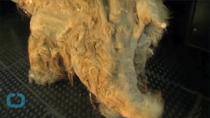 Should Scientists Clone Mammoths?