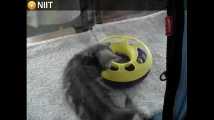 Модна играчка за котки