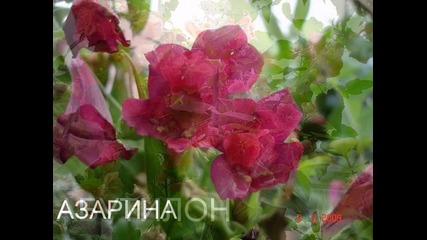 Flower Hobby