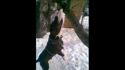 Pitbull Tayson.wmv