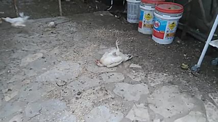 Спящата кокошчитца...
