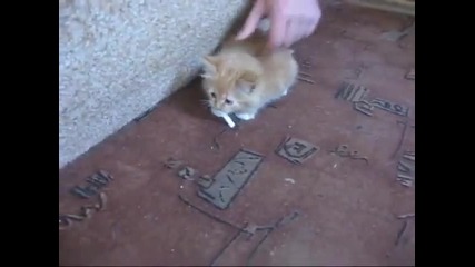 луда котка се бие за цигара (смях)