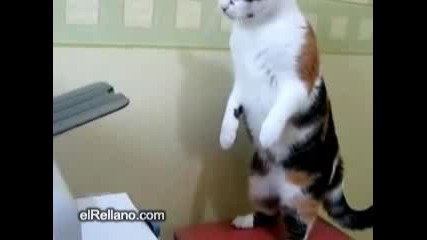 котка vs принтер