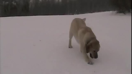 Две смешни кучета се радват на снега 