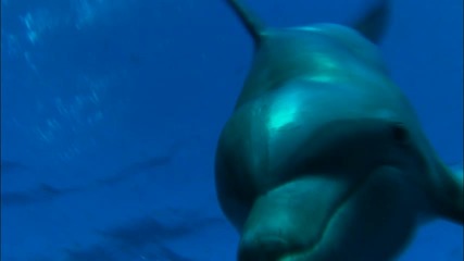 делфините и китовете високо качество 