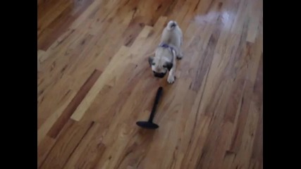 Henry Le Tater Tot, Seattle Pug, as a Puppy, doing the Slotted Spoon Dance 