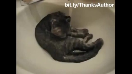 Funny cats in water, Epic