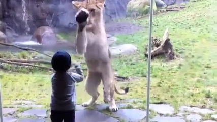 Ужас! Лъвица Иска Да Изяде Дете!